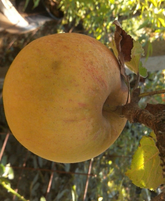 groß-apfel