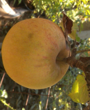 groß-apfel