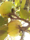 groß-apfel