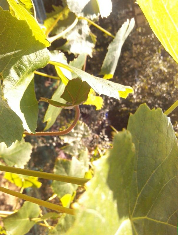 wein-wein-veredelung