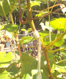 wein-wein-veredelung