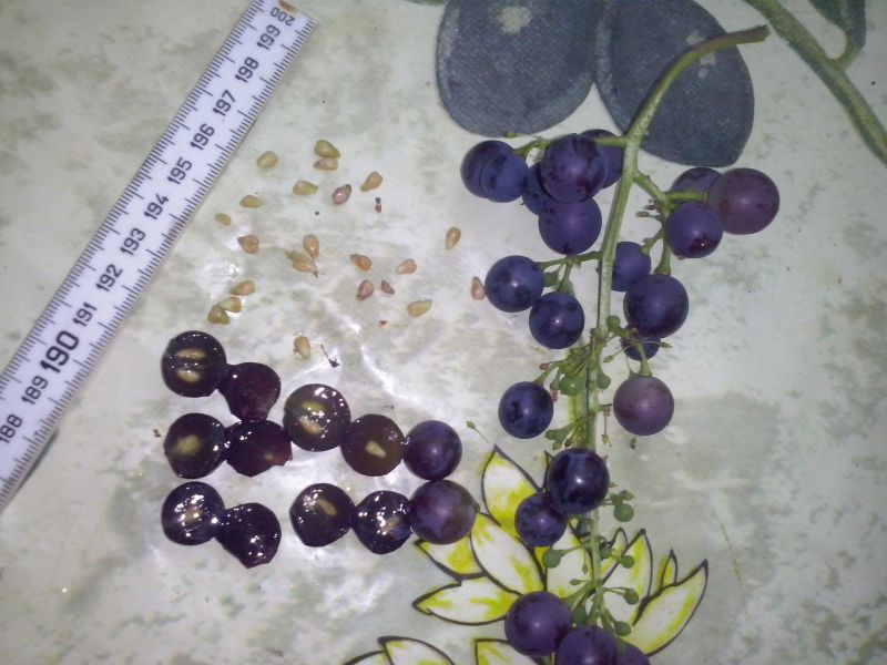 reg2-wein