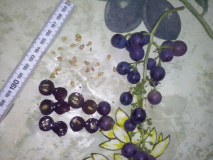 reg2-wein