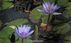 08_blaue_Seerosen_kl.jpg
