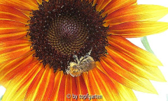 10_Hummel_kl.jpg