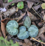 C. purpurascens