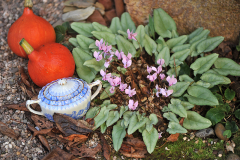 Silbercyclamen