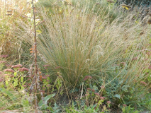 Poa labillardieri