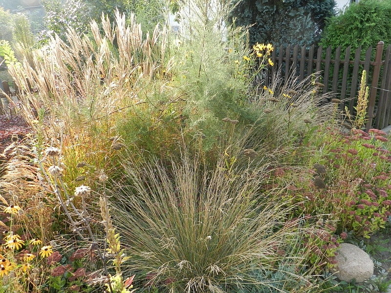 Poa labillardieri 2