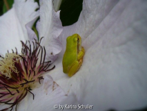 Laubfrosch auf Clematisblüte