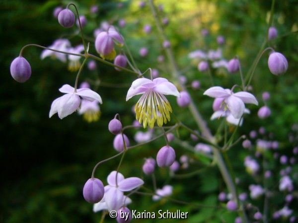 Thalictrum delavayi