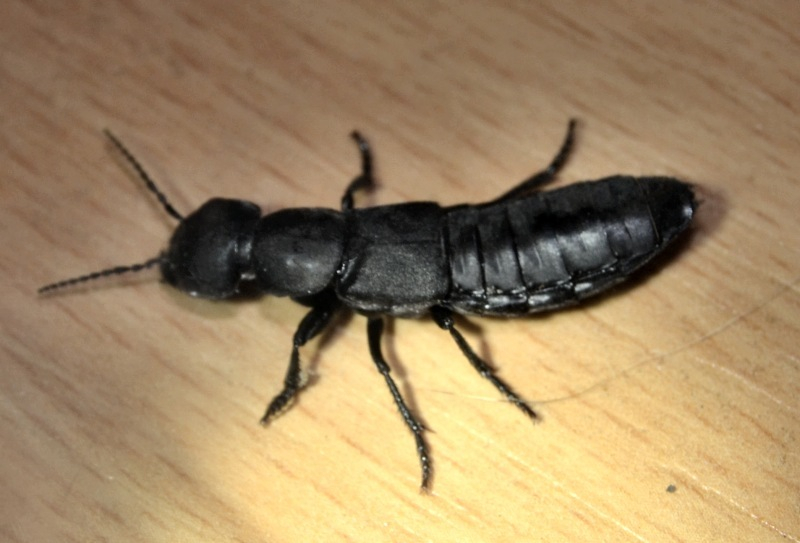 Schwarzer Moderkäfer (Ocypus olens)