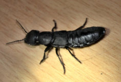 Schwarzer Moderkäfer (Ocypus olens)