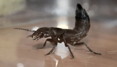 Schwarzer Moderkäfer (Ocypus olens)