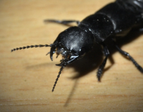 Schwarzer Moderkäfer (Ocypus olens)