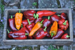 Paprika