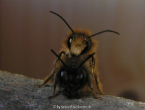 Osmia bicoris