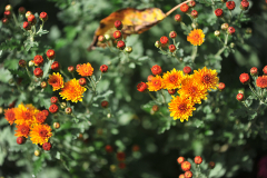 Bienchen