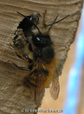 Osmia bicoris
