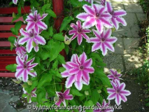 Clem_Nelly Moser Neu