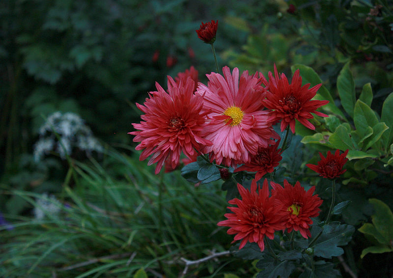 Chrysanthemum 'Cinderella'