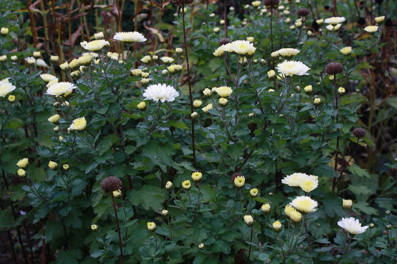 Chrysanthemum 'Poesie'