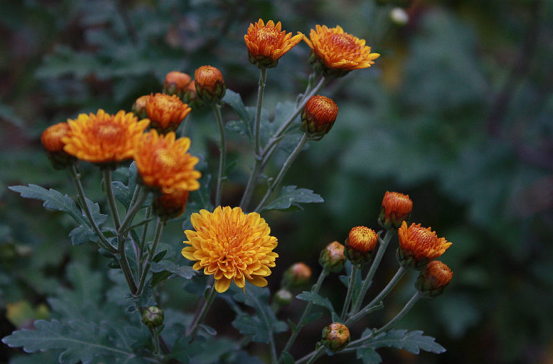 Chrysanthemum 'Bienchen'