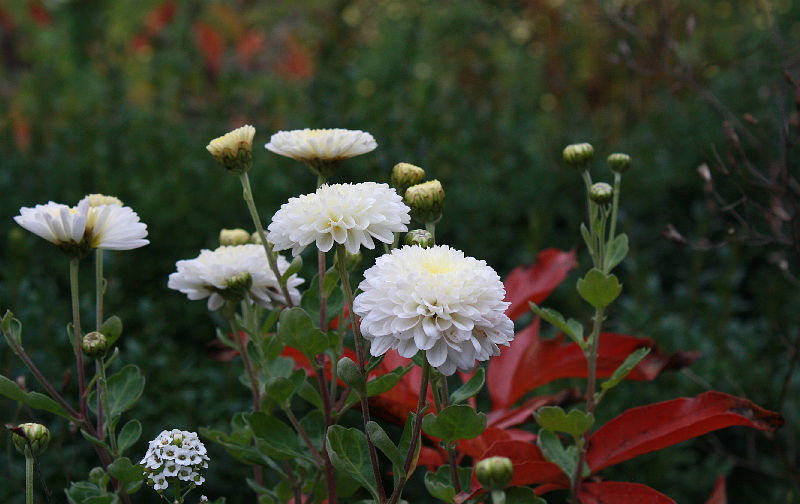 Chrysanthemum 'White Bouquet'