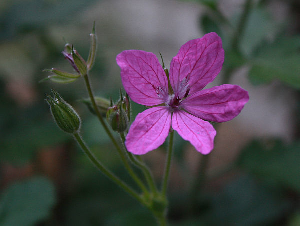 Erodium manescavii
