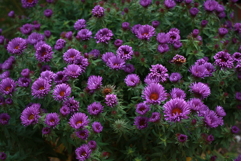 Symphyotrichum (Aster) novae-angliae 'Purple Dome'