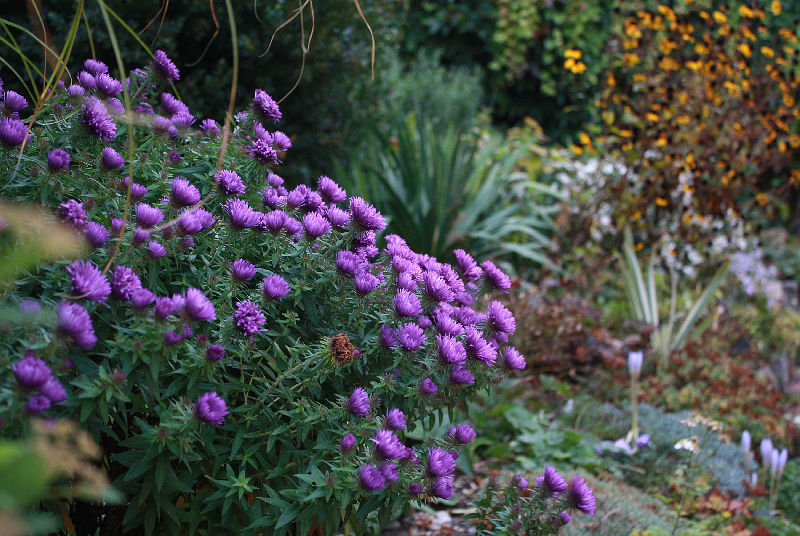 Symphyotrichum (Aster) novae-angliae 'Purple Dome'