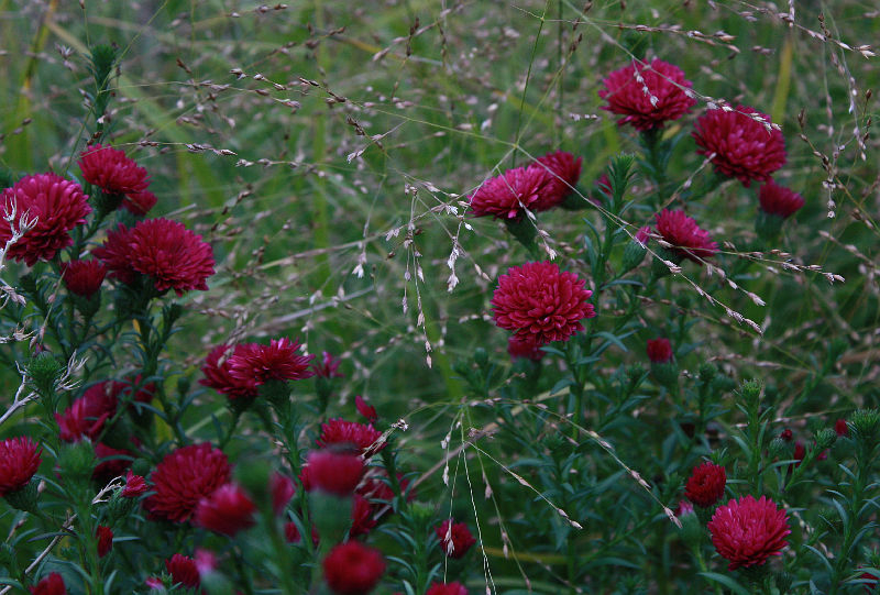 Symphyotrichum (Aster) novi-belgii cv.