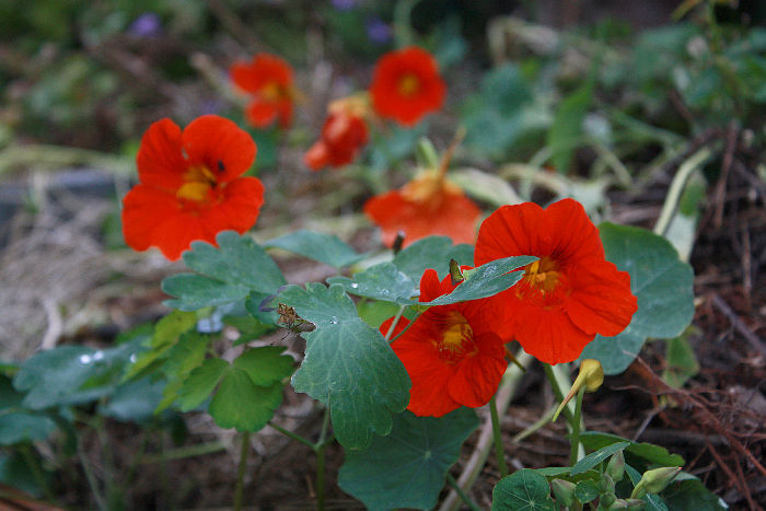 Tropaeolum majus