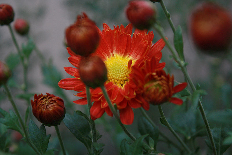Chrysanthemum 'Rumpelstilzchen'
