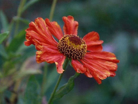Helenium 'Kupferzwerg' im Oktober