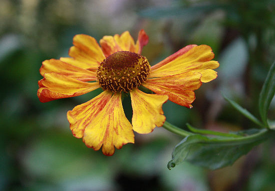Helenium 'Kupferzwerg' im Oktober