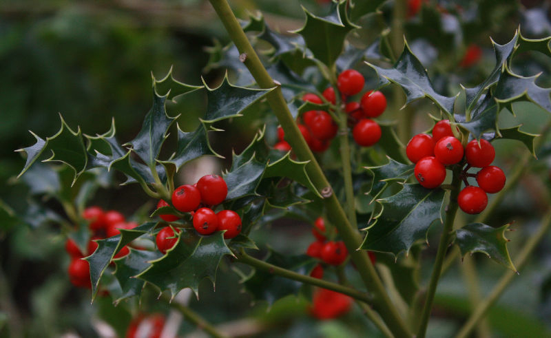 Ilex aquifolium 'Alaska'