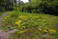 Sedum Acre