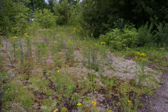 Sedum album