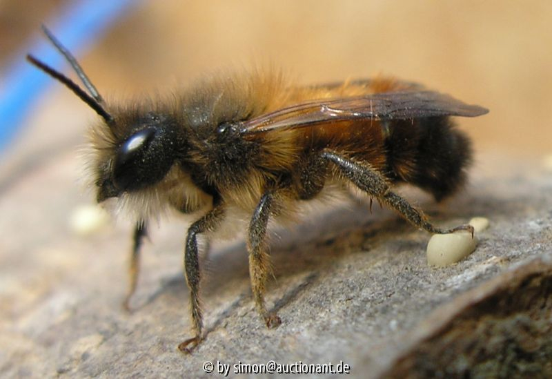Osmia bicoris