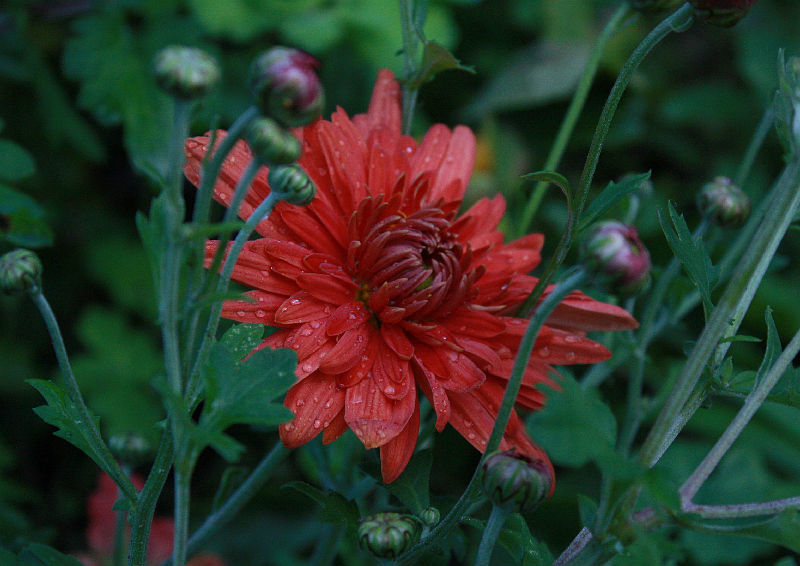 Chrysanthemum 'Apollo'