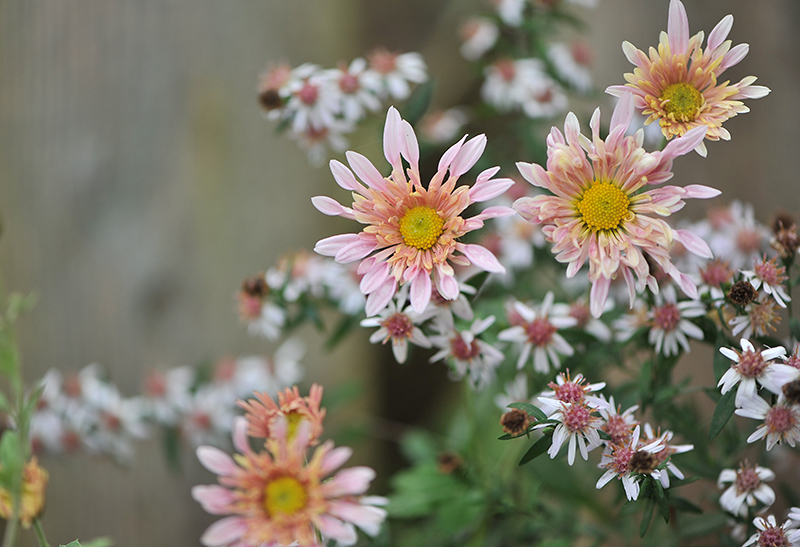 Tickled Pink