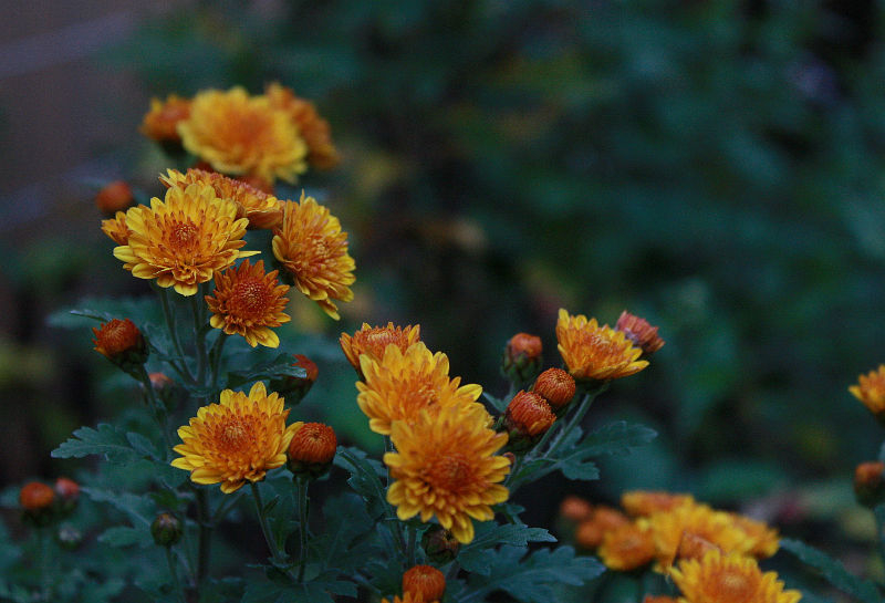 Chrysanthemum 'Bienchen'