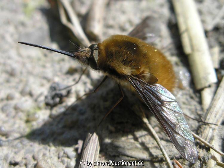 Bombylius major (Wollschweber)