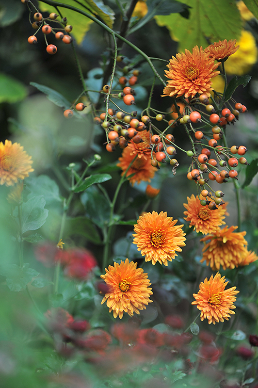 Dixter Orange