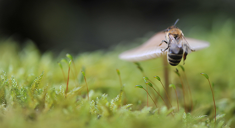 Moosbienchen