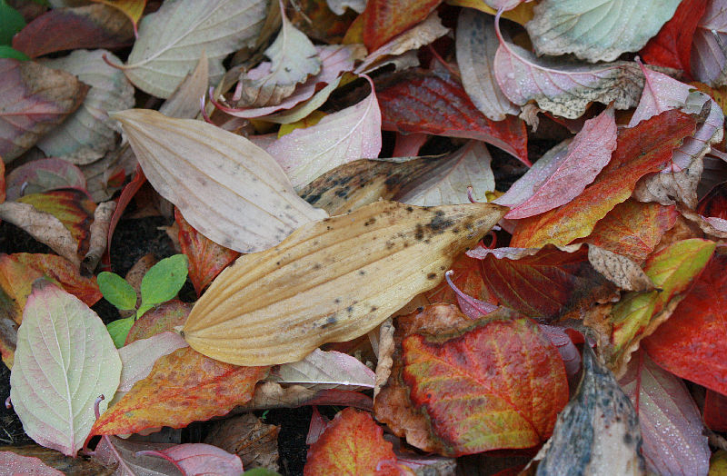 Herbstlaub (Cornus florida, Polygonatum)