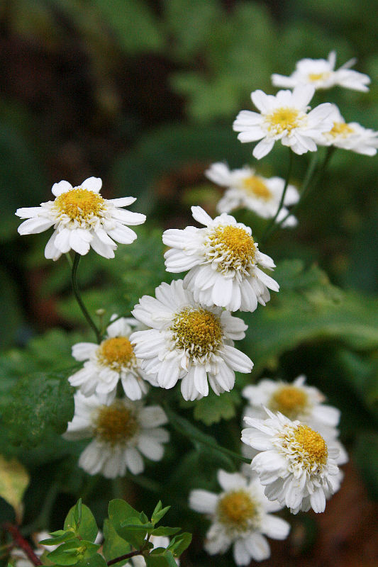 Tanacetum parthenium