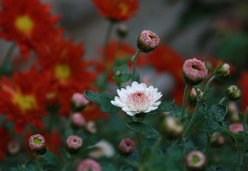 Chrysanthemum 'Julia'