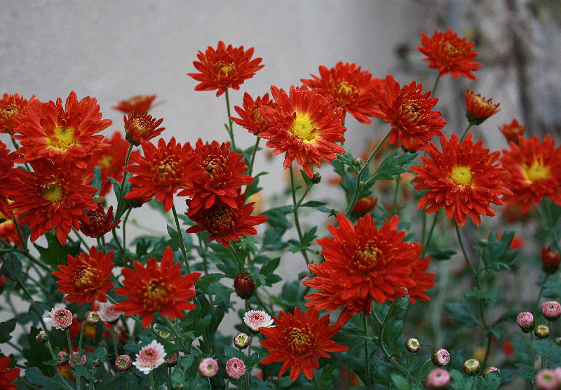 Chrysanthemum 'Rumpelstilzchen'